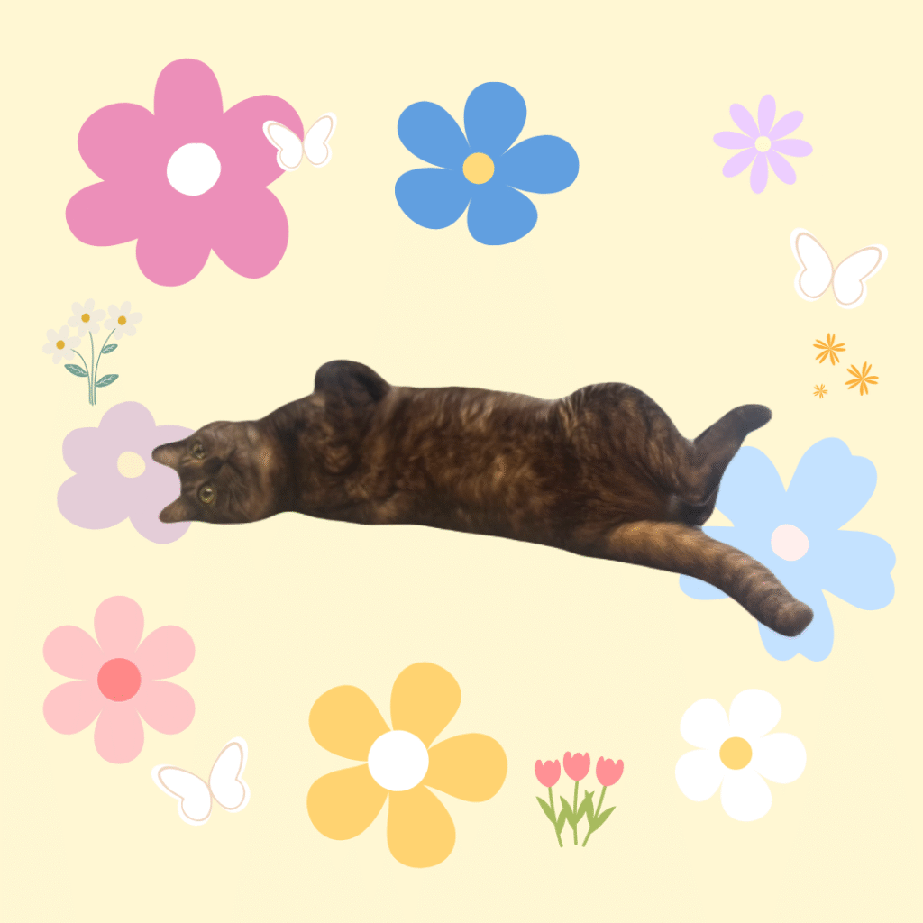 お腹を出して寝転ぶ実家の猫・おはぎちゃん